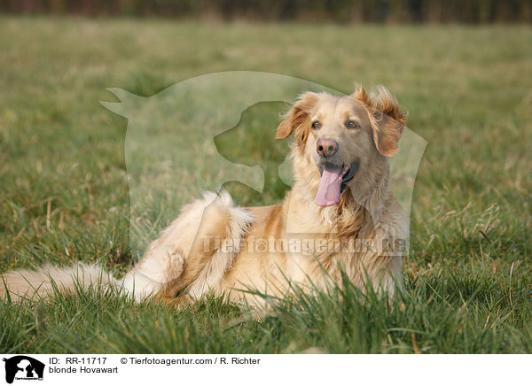 blonder Hovawart / blonde Hovawart / RR-11717