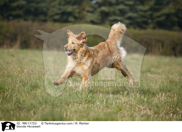 blonder Hovawart / blonde Hovawart / RR-11723