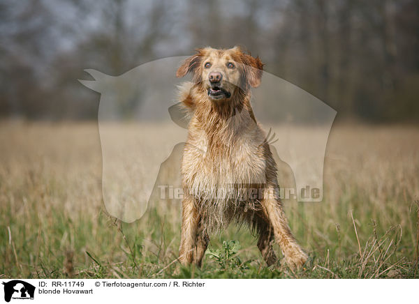 blonder Hovawart / blonde Hovawart / RR-11749