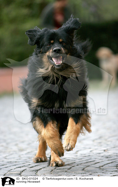 rennender Hovawart / running Hovawart / SKO-01024