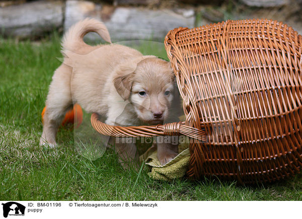 Hovawart Welpe / puppy / BM-01196