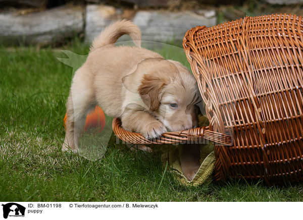 Hovawart Welpe / puppy / BM-01198