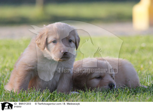 Hovawart Welpe / puppy / BM-01203