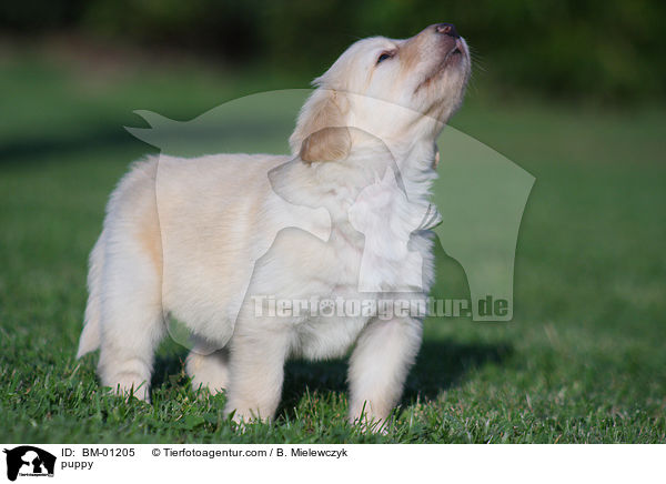 Hovawart Welpe / puppy / BM-01205