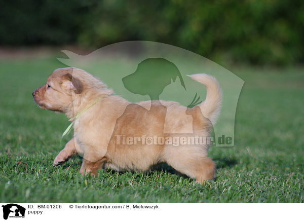 Hovawart Welpe / puppy / BM-01206