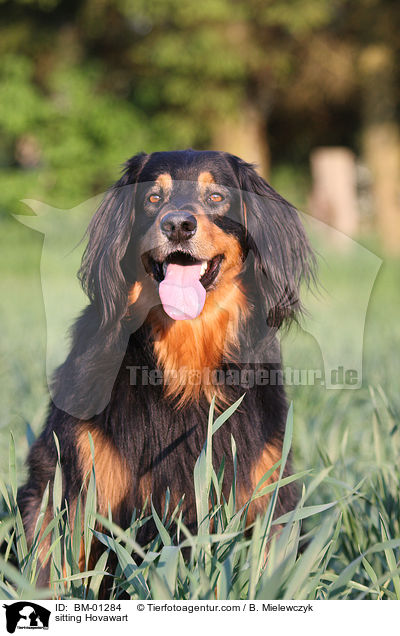 sitzender Hovawart / sitting Hovawart / BM-01284