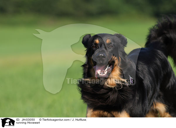 rennender Hovawart / running Hovawart / JH-03050