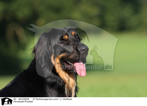 Hovawart Portrait / Hovawart Portrait / JH-03055