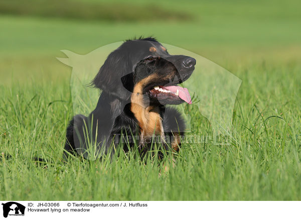 Hovawart liegt auf Wiese / Hovawart lying on meadow / JH-03066