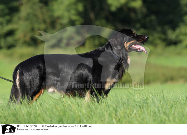 Hovawart auf Wiese / Hovawart on meadow / JH-03076