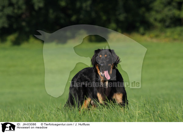 Hovawart auf Wiese / Hovawart on meadow / JH-03086