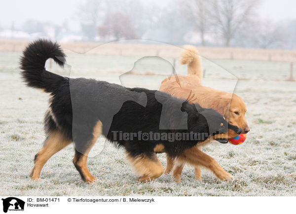 Hovawart / Hovawart / BM-01471
