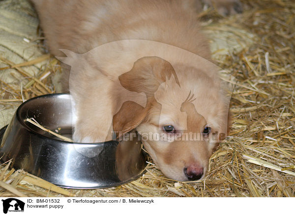 Hovawart Welpe / hovawart puppy / BM-01532