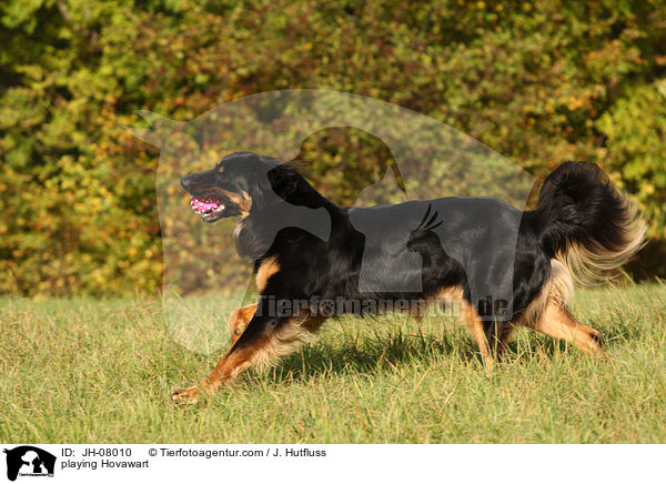 spieleder Hovawart / playing Hovawart / JH-08010