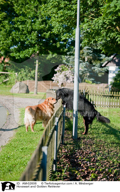 Hovawart und Golden Retriever / Hovawart and Golden Retriever / AM-02606
