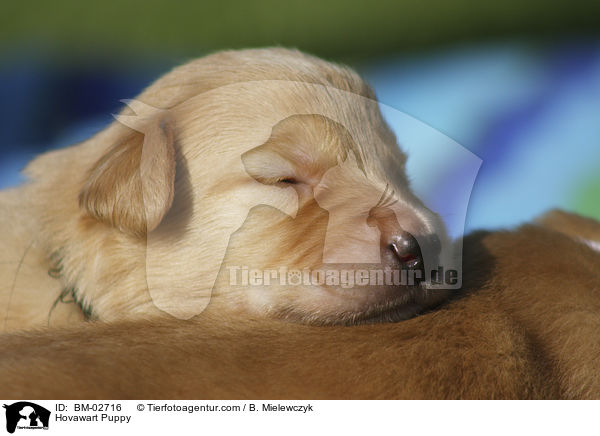 Hovawart Welpe / Hovawart Puppy / BM-02716