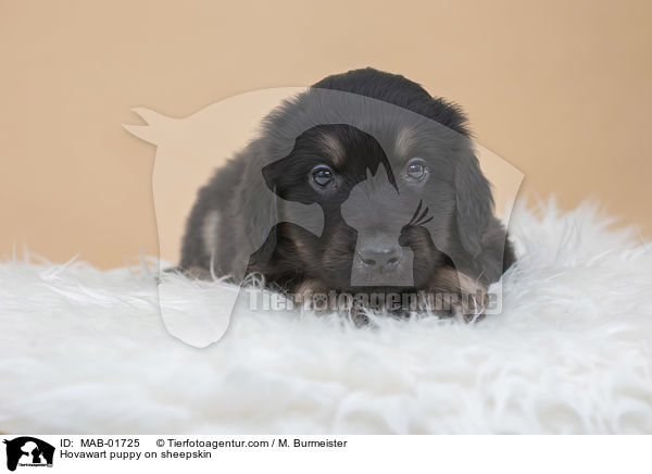 Hovawart Welpe auf Schaffell / Hovawart puppy on sheepskin / MAB-01725