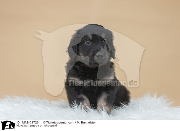 Hovawart Welpe auf Schaffell / Hovawart puppy on sheepskin / MAB-01726