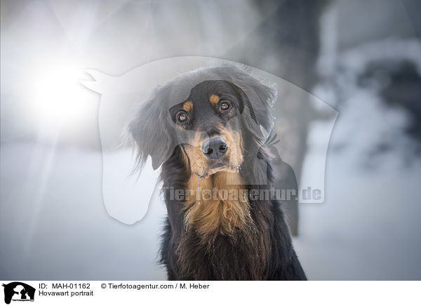 Hovawart Portrait / Hovawart portrait / MAH-01162