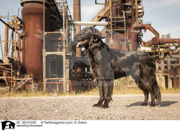 stehender Hovawart / standing Hovawart / SE-01035