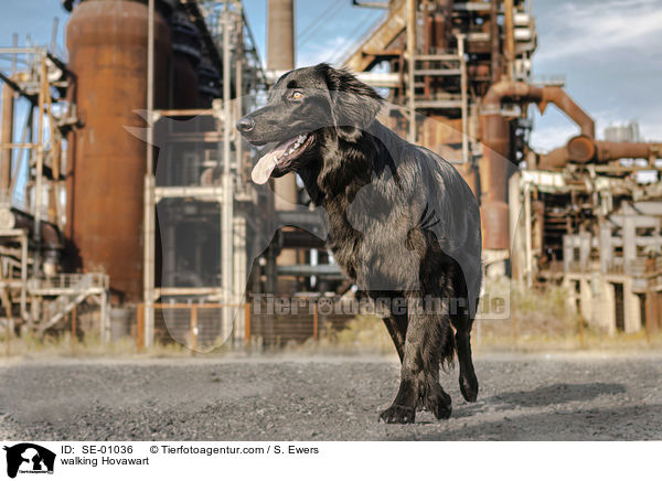 laufender Hovawart / walking Hovawart / SE-01036