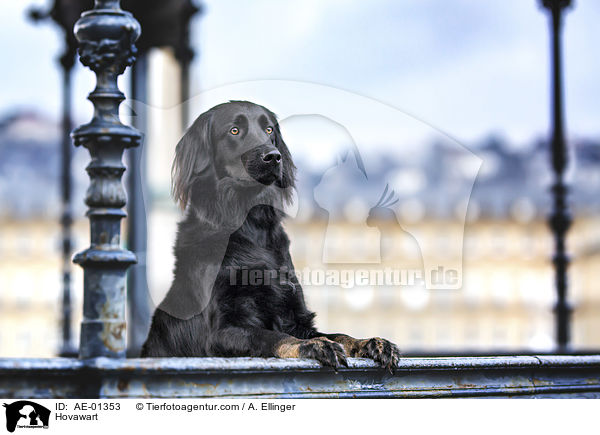 Hovawart / Hovawart / AE-01353