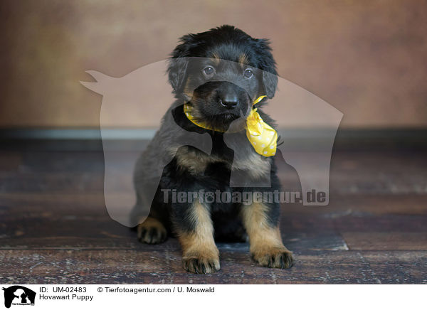 Hovawart Welpe / Hovawart Puppy / UM-02483