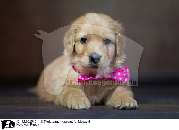 Hovawart Welpe / Hovawart Puppy / UM-02512