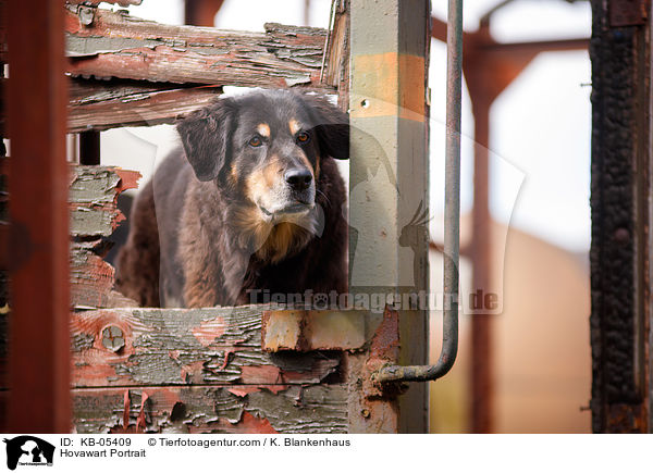 Hovawart Portrait / Hovawart Portrait / KB-05409