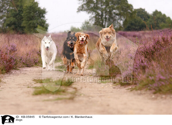 dogs / KB-05845