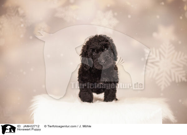Hovawart Welpe / Hovawart Puppy / JAM-02712