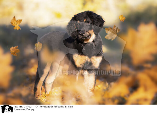Hovawart Welpe / Hovawart Puppy / BK-01102