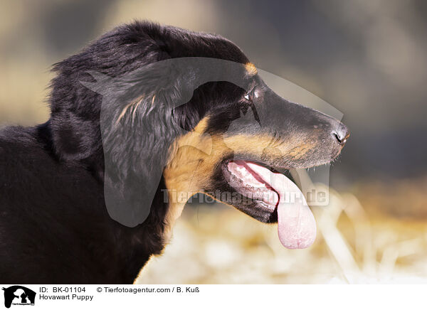 Hovawart Welpe / Hovawart Puppy / BK-01104