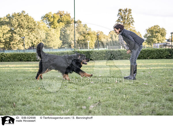 Hovawart R�de / male Hovawart / SIB-02698