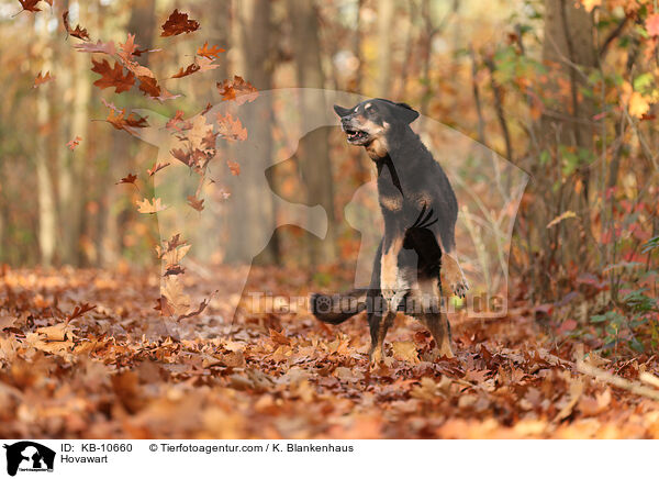 Hovawart / Hovawart / KB-10660