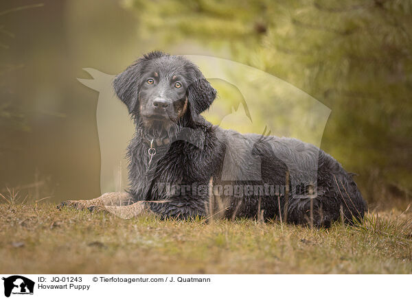 Hovawart Welpe / Hovawart Puppy / JQ-01243