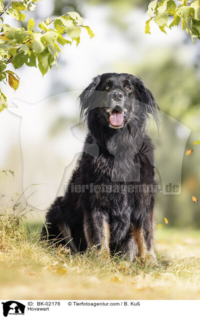 Hovawart / Hovawart / BK-02176
