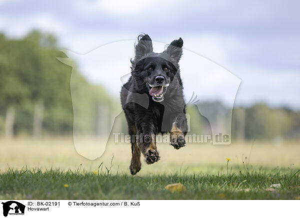 Hovawart / Hovawart / BK-02191