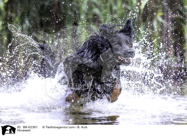 Hovawart / Hovawart / BK-02361