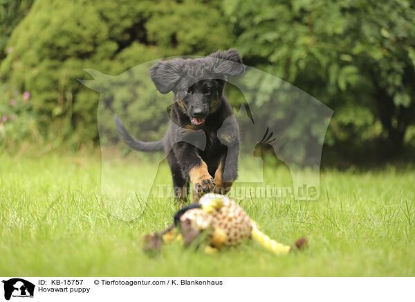 Hovawart Welpe / Hovawart puppy / KB-15757