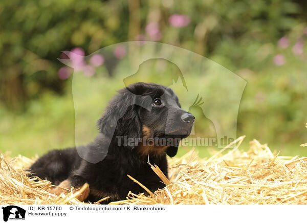 Hovawart Welpe / Hovawart puppy / KB-15760