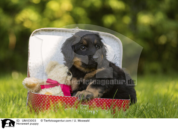 Hovawart Welpe / Hovawart puppy / UM-03003