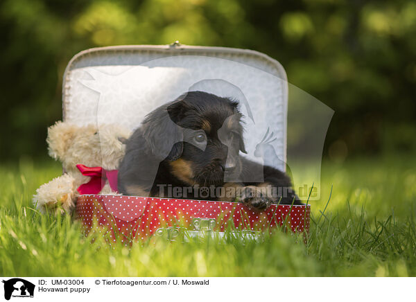 Hovawart Welpe / Hovawart puppy / UM-03004