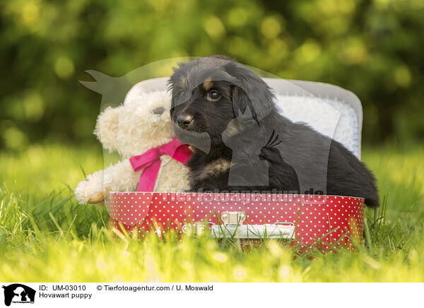 Hovawart Welpe / Hovawart puppy / UM-03010