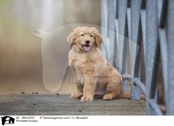 Hovawart Welpe / Hovawart puppy / UM-03021