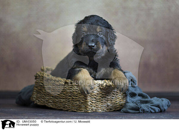 Hovawart Welpe / Hovawart puppy / UM-03050