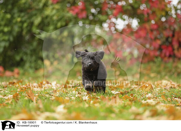 Hovawart Welpe / Hovawart puppy / KB-18901