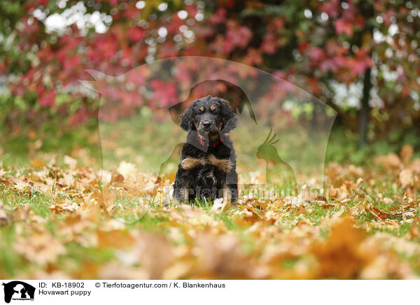 Hovawart Welpe / Hovawart puppy / KB-18902