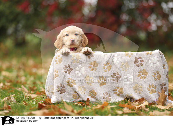 Hovawart Welpe / Hovawart puppy / KB-18908