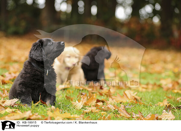 Hovawart Welpe / Hovawart puppy / KB-18915